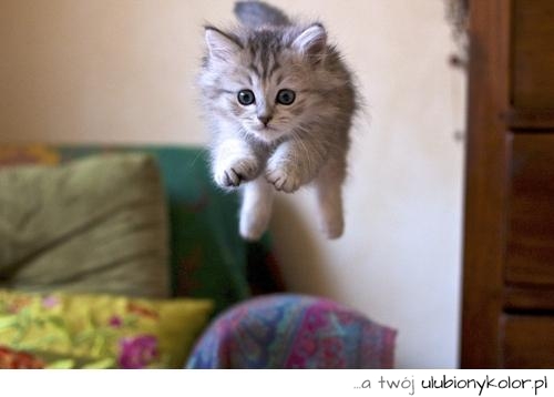 kot, lot, latający kot, wspaniały, fajny, zwierze