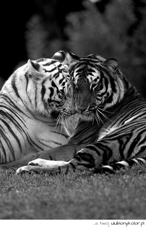 zwierzęta, tygrysy, miłość, love, tygrys, czarno białe