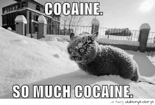 humor, kot, kokaina, śmieszne