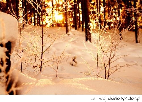 drzewa, słońce, widok, śnieg, zima