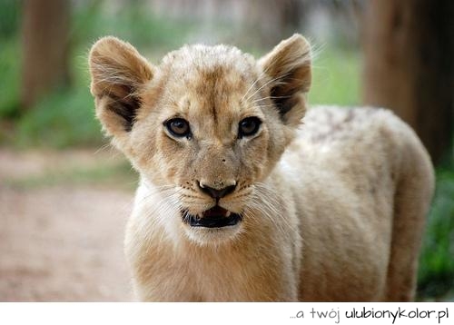 lew, zwierze, mały, safari
