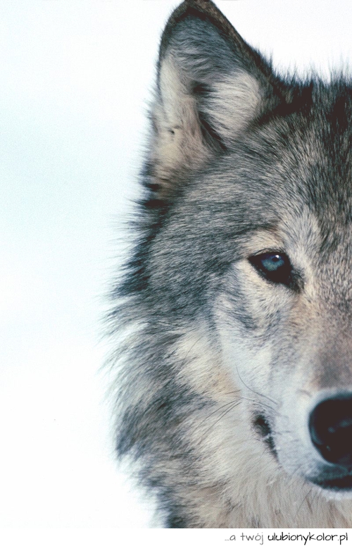 wilk, niebieskie, oko, piękny, zwierze, natura, fotografia
