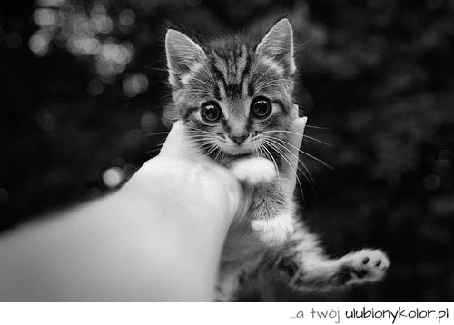 kot, malutki, oczy, słodki, czarno, białe, zdjęcie, fotografia