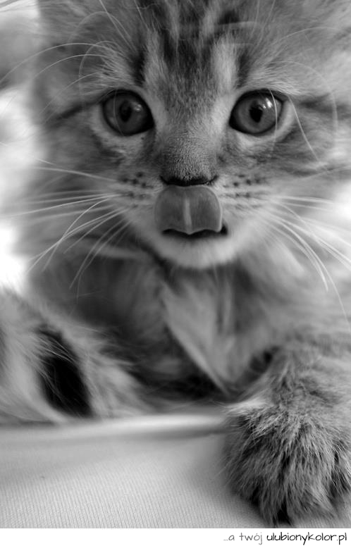 kot, koteczek, słodki, język
