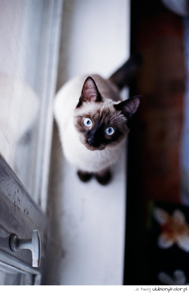 kot, śmieszny, niebieskie oczy, oczy