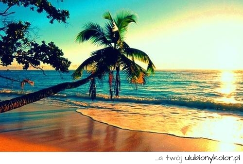 plaża, widok, lato, kolory, pięknie,  palma