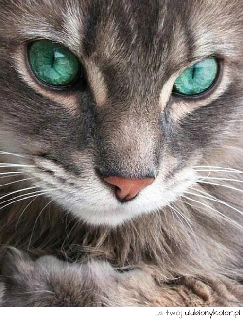 kot, zielone, oczy, piękny, uroczy, zdjęcie