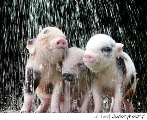 Raining pig ;)