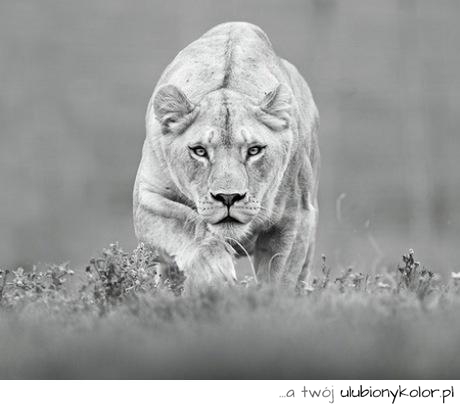 tygrys, skradać się, lew, lwy, przyroda, czarno białe, oczy, koty