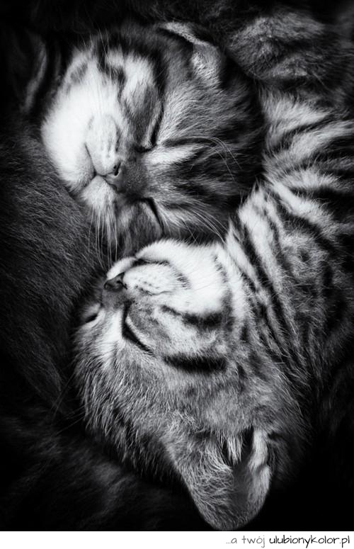 koty, słodkie, spaniałe, bure, koteczki, miłość, love, natura, zwierzaki, sama słodycz