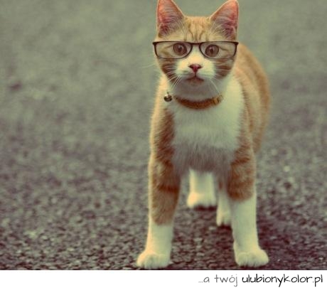 kot, śmieszne, okulary, zwierzęta, rudy, inteligent, humor