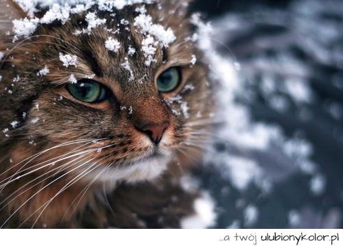 kot, śnieg, zima, zielone, oczy, bury, piękny, wąsy