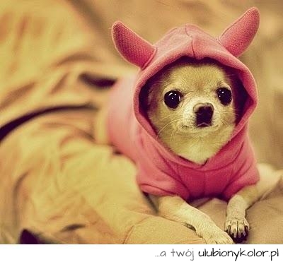 chihuahua, pies, piękny, śmieszny, humor, królik, malutki, fotografia