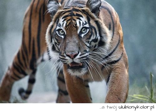 kot, kiciuś, tygrys, piękny, niebezpieczny, tygrysek