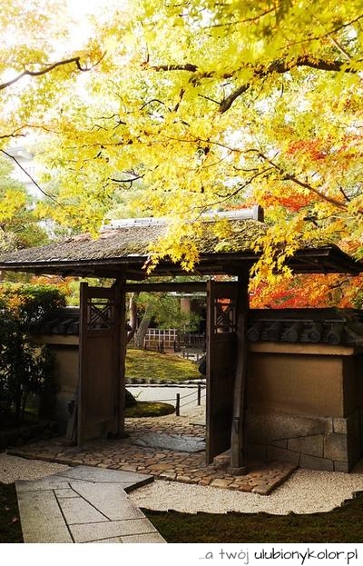 ogród , Japonia, żółty, jesień, drzwi, zaczarowany, fotografia, zdjęcie