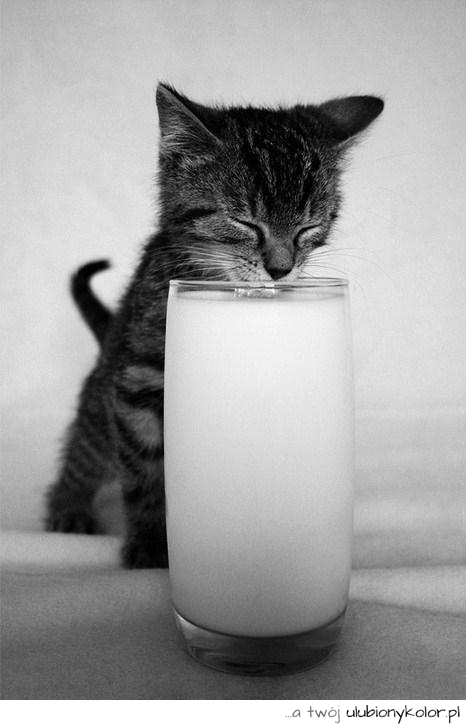 kotek, koteczek, mały, tygrysek, mleczko, mleko