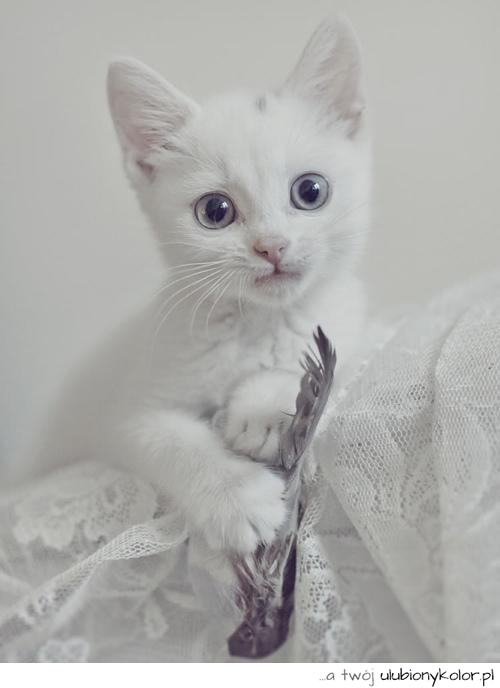 kot, kicia, biały, piórko, mały, love, kotek