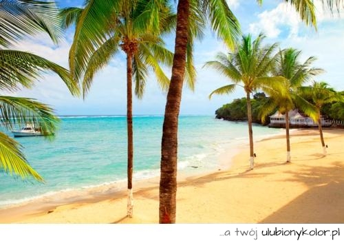 palmy, wakacje, plaża, woda, statek, piasek, zdjęcie