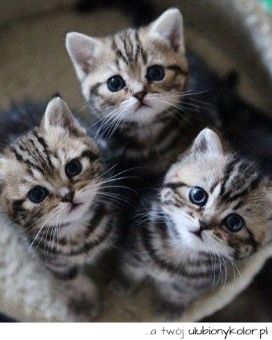 kotki, kiciusie, koteczki, koty, tygryski, małe, słodkie, super, fajne