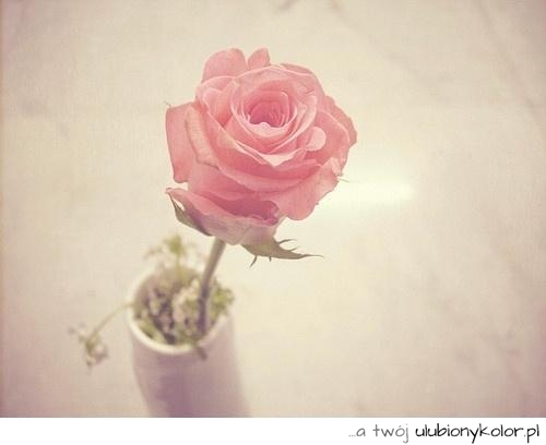 róża, piękna, symbol, roślina, kwiat, kwiaty, love, róż