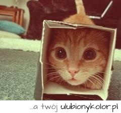 kot, kotek, kiciuś, telewizja, internet, pudełko, szok