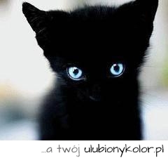 kot, kiciuś, kotek, mały, niebieskie, oczy, zimne, spojrzenie, piękny