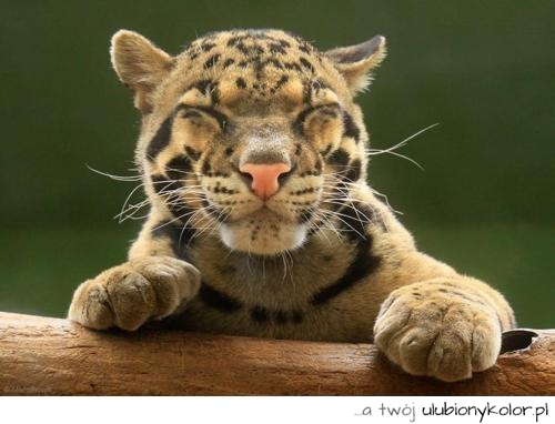kotek, mały, kot, tygrys, słodziutki, piękny