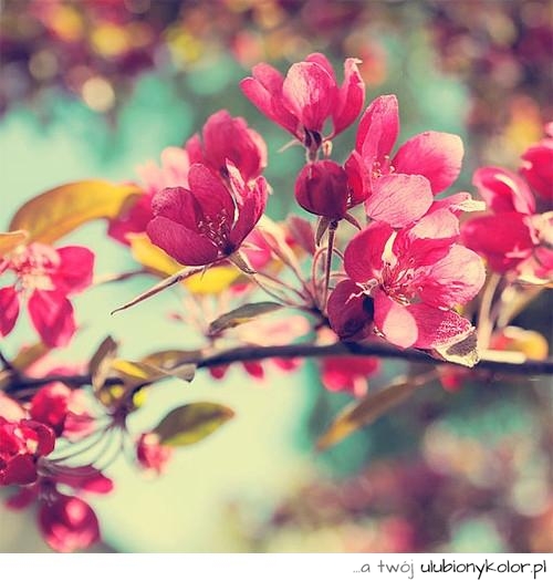 piękne, kwiaty, wiosna, lata, zdjęcia kwiatów, zdjęcia przyroda