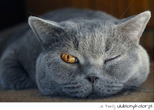 kot, brytyjski, rosyjski, sen, śpi , piękny, zwierze, koteczek, oko, śliczny