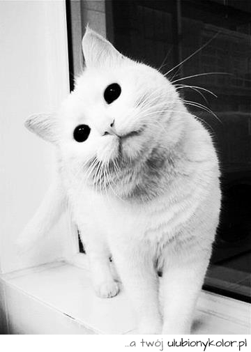 kot, biały, słodki, oczka, śmieszny, czarne oczy