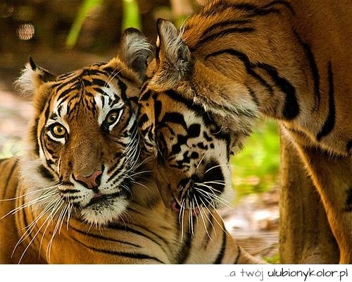 tygrys, zwierze, natura