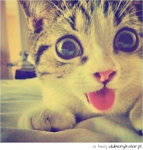 kot, śmieszny, zdjęcie, język, oczy