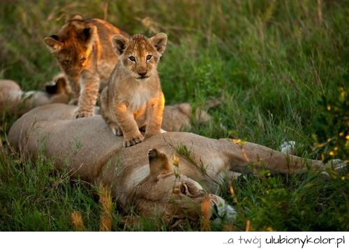 lwy, zwierzęta, koty, rodzinka, rodzina, piękne, urocze