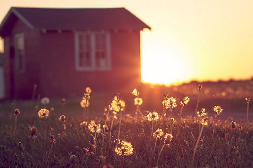 dom,marzenia,łąka,kwiaty,słońce,niebo,trawa,powietrze,sny,dzień,magia,życie