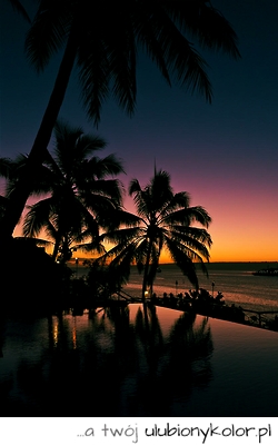 widok, palmy, zachód, słońca