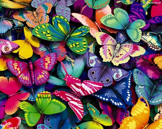 kolory, zdjęcia, fajne, motyle